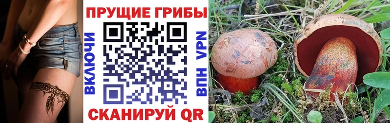 закладка  Ермолино  Галлюциногенные грибы Cubensis 